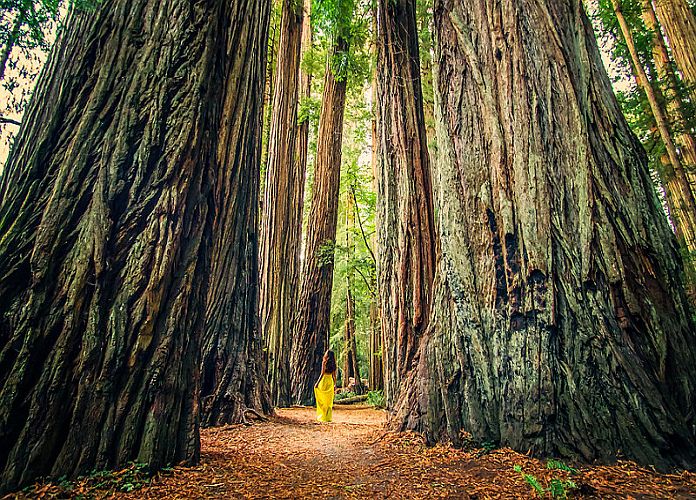 Parc National De Redwood Usa 5 Raisons De Découvrir Cette Forêt 