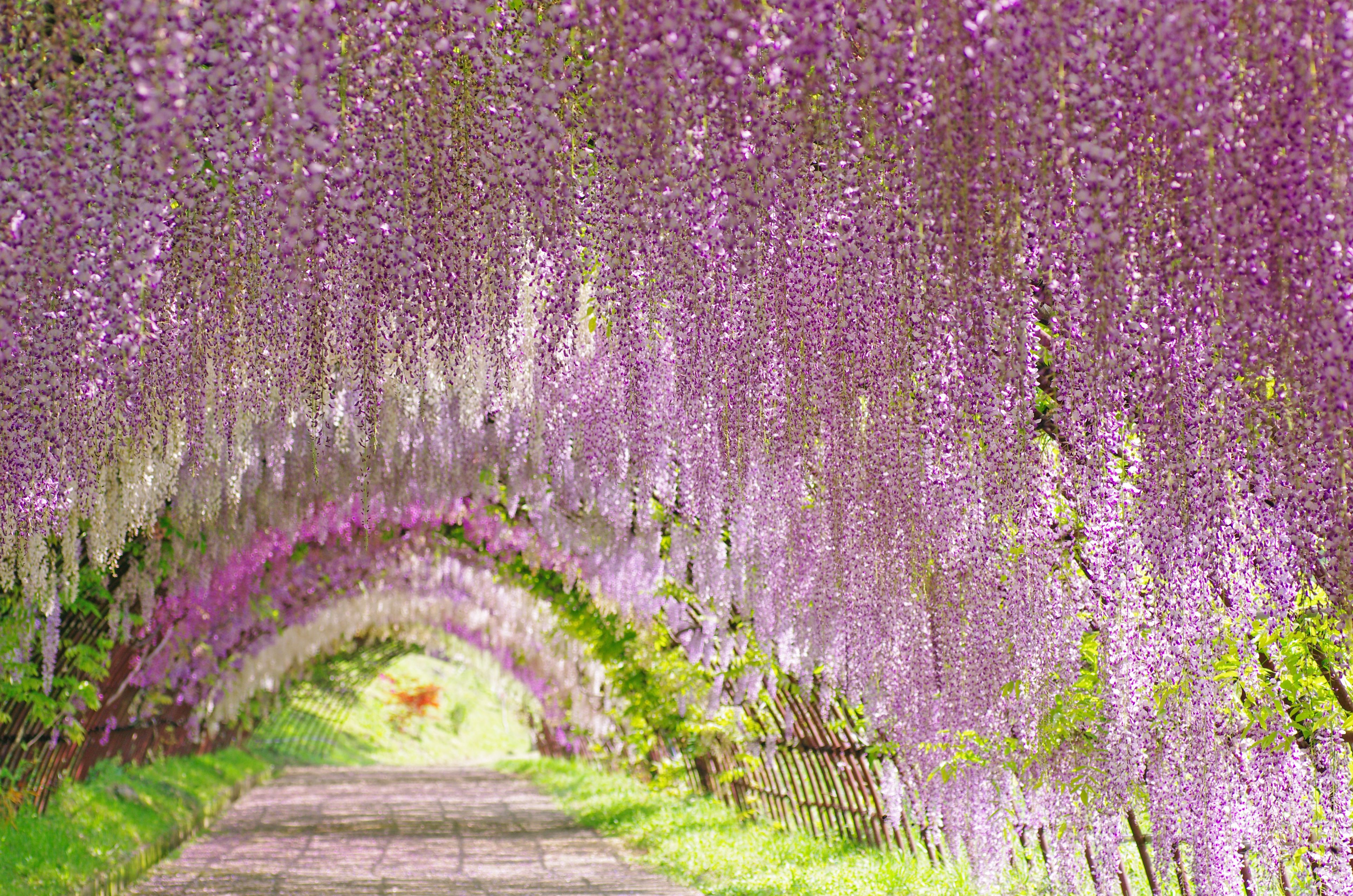 Tunnel de Wisteria Japon les belles fleurs du jardin de Fuji