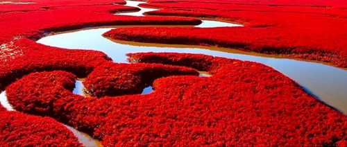 Panjin Chine Sa Plage Rouge Est Irréelle